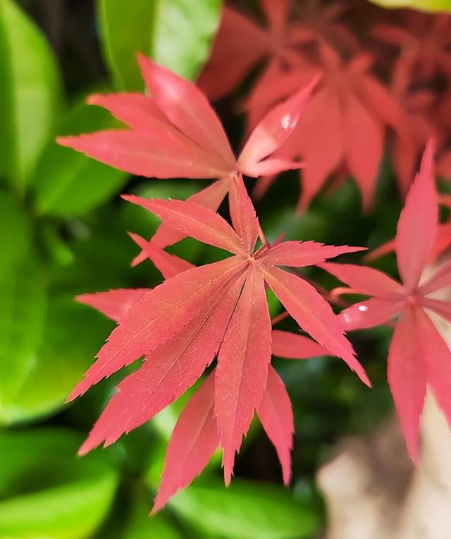 国家植物园彩叶正当时：这篇“追色”指南，藏着秋日惊喜