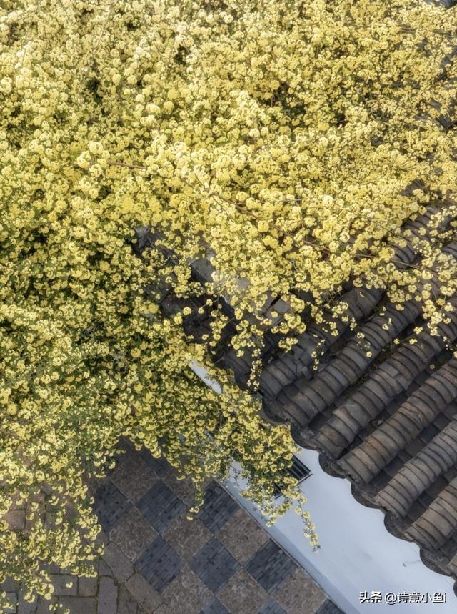 苏州春天封神！2026精准花期表出炉，按日期走，把浪漫焊在江南里