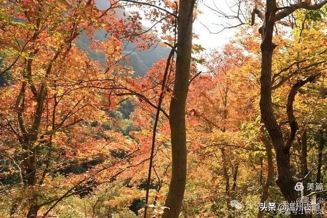 现场报道：这条离市区很近的著名红枫古道已枫情万种，徒步正当时