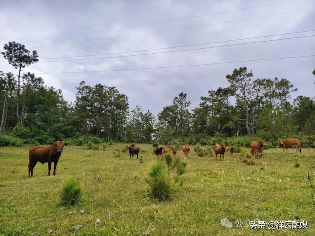 旅居祥云 | 东山乡：山水入画，自在呼吸