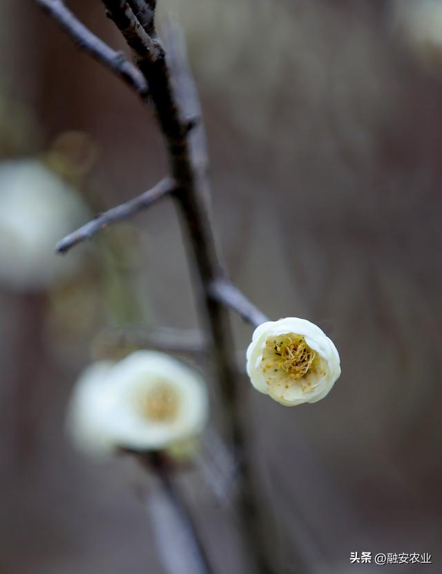 梅花迎冬开 美景入画来