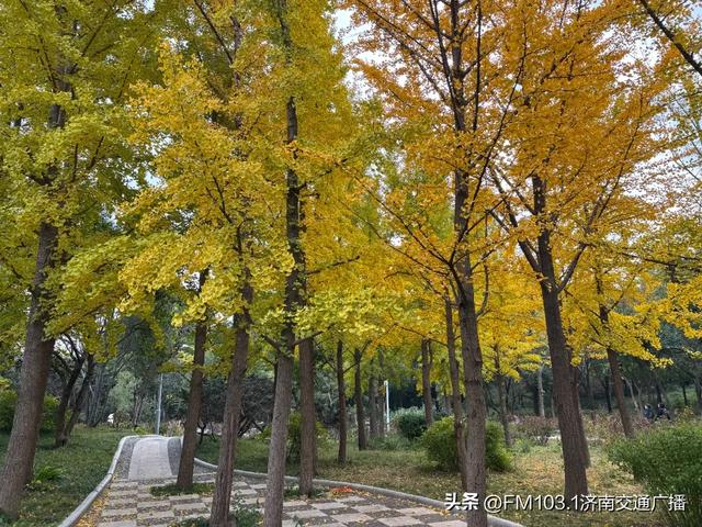 公园景区秋色图鉴，这几处必打卡