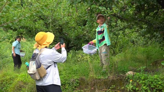 雕版故里·与“李”同乐!连城四堡第八届芙蓉李采摘节甜蜜启幕