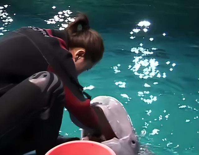 “华南第一女训鲸师	”消失的十年：被白鲸拖下水后，她选择亲手拆穿海洋馆的残酷真相