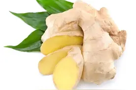 每日一药——姜图片