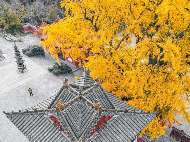 秋日顶流诞生！大鸿寨这棵千年银杏，把秋天染成了金色海洋！