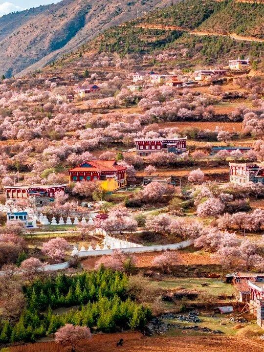 甘孜四月天，一半是冰雪，一半是花海