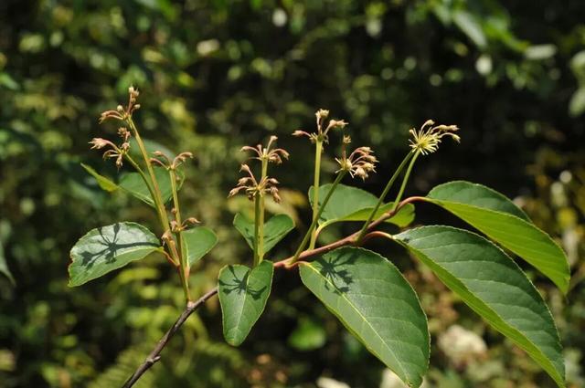 探秘“三遗产” | 一片森林与民族文化的交融共生
