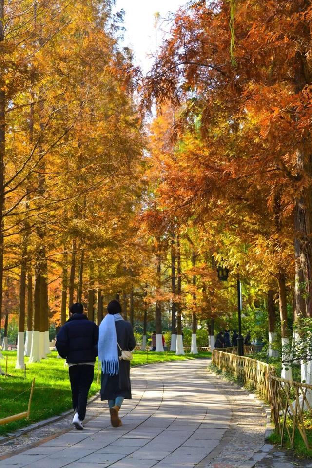 这个冬天，被山东这片红色“暖”到了！
