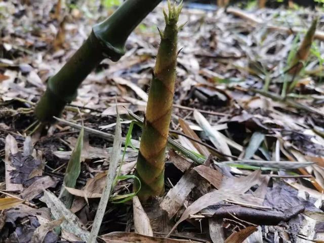 春假倒计时｜汉江源亲子踏青指南，承包全家春日欢喜！