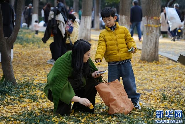 新华网 | 河南南阳：银杏美景吸引市民