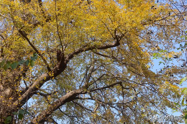 安陆：当银杏遇见芦苇 画框里的诗与远方