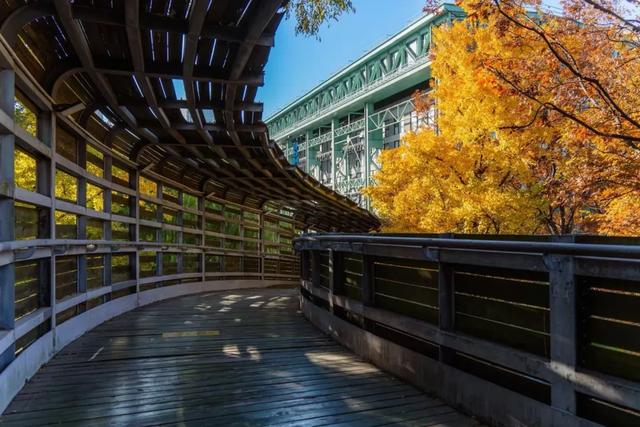 上海银杏浓度已达99%!这份含“金”量超高的浪漫别错过→