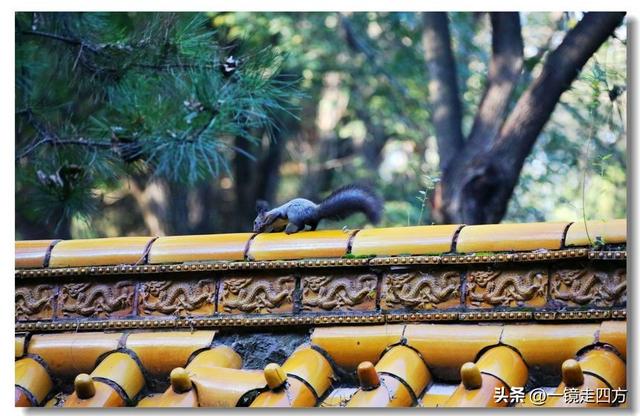 沈阳东陵郊野公园“精灵”出没