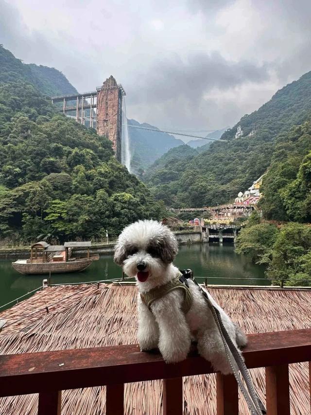 在韶关，带毛孩子去哪“浪”？这份宠物友好地图请收藏，撒欢不踩雷~