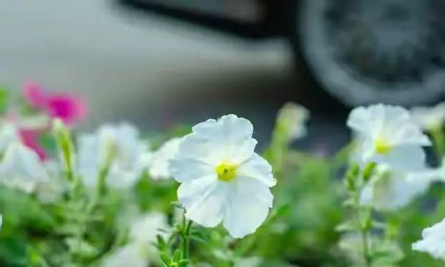 撩得女人荷尔蒙爆发的肉麻情话，有这10句。