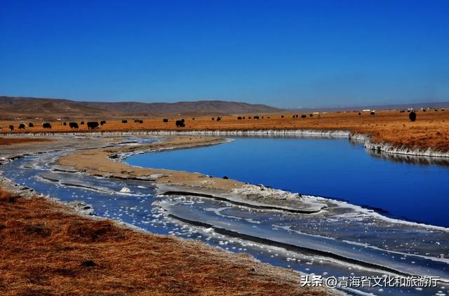 青海的冬天有多美?风裹着雪吻过河流,阳光在雪山尖写满温柔