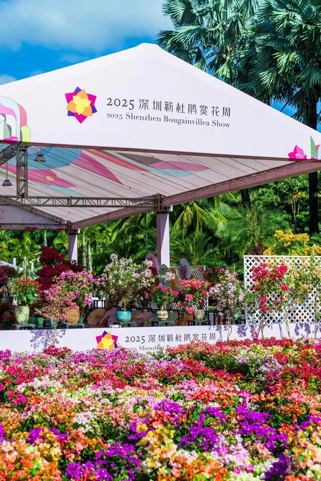 走！今天出发莲花山！拍“爆”20万㎡花海