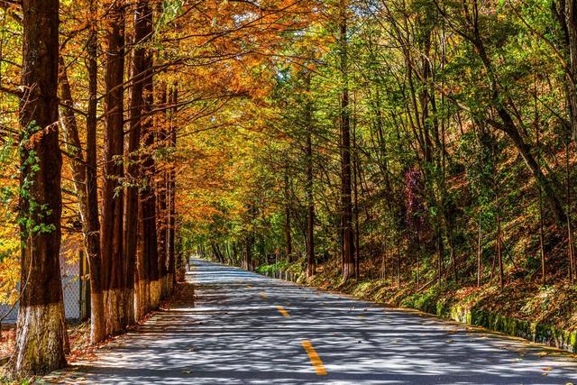 秋冬景观大道，10月下旬-11月，适合自驾赏秋的6条线路
