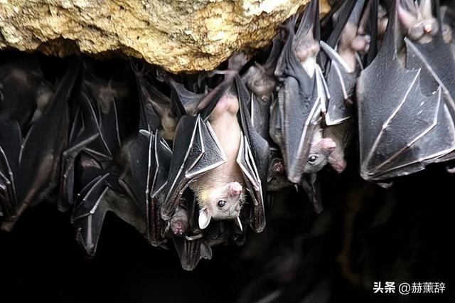 印度爆发尼帕病毒	，死亡率达75%，世界经不起折腾，中国也有病原