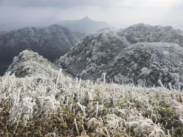 雪景 │ 美到词穷！仁怀首场雾凇惊艳上线