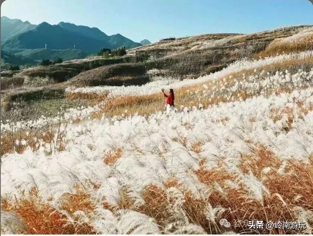 全部免费,推荐西安周边最适合拍照的芦苇荡,快去打卡吧!