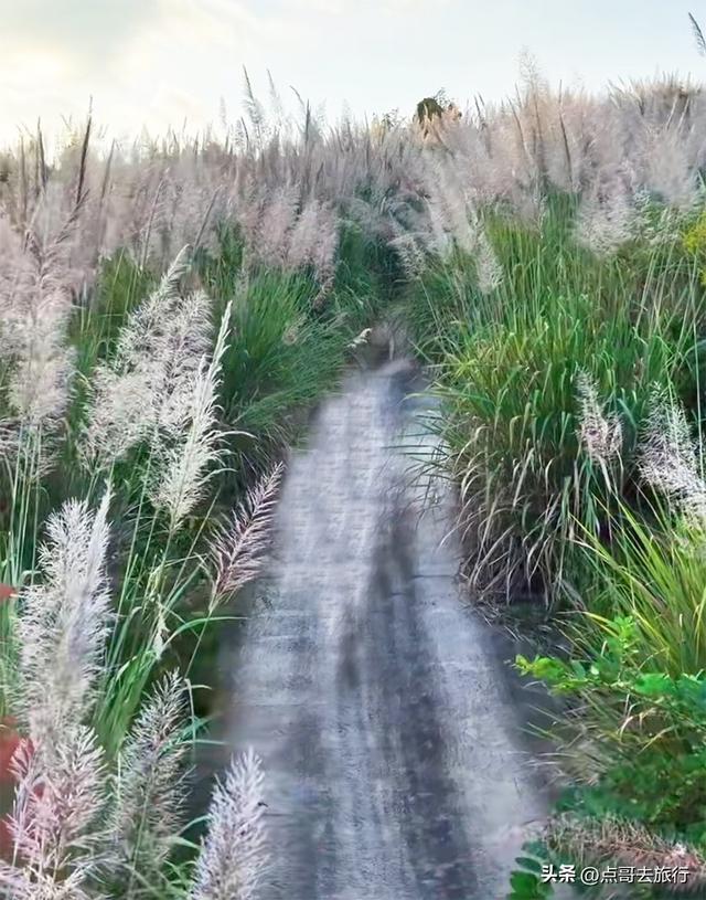 成都金堂爆红秋景，芭茅彩林超级惊艳，不要门票，徒步也是超棒！
