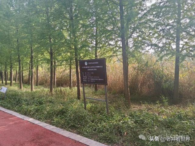 慧河湿地里的济宁新发现 || 胡成冮