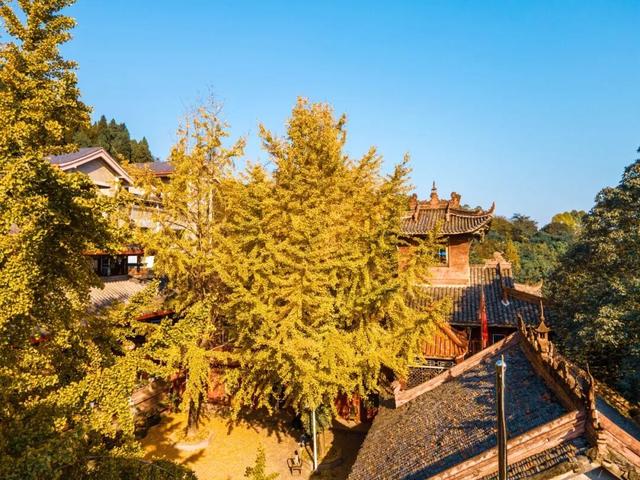 含“金”量100%！是时候来仁寿，邂逅一抹银杏黄啦~