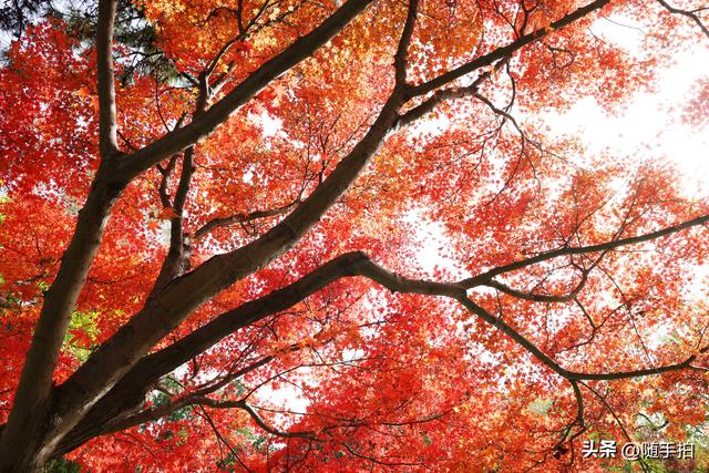 “枫”情万种，上海闵行红园枫叶色彩斑斓进入观赏季