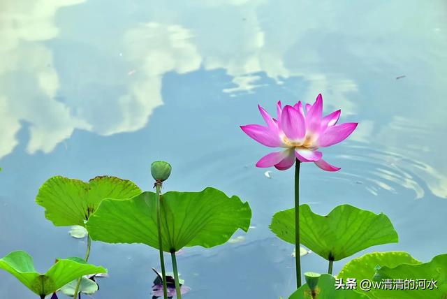 荷花是夏季里最曼妙的风景