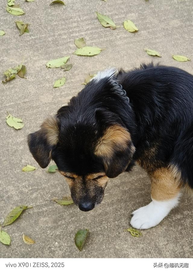 我家狗吃屎那天我的影像记录中