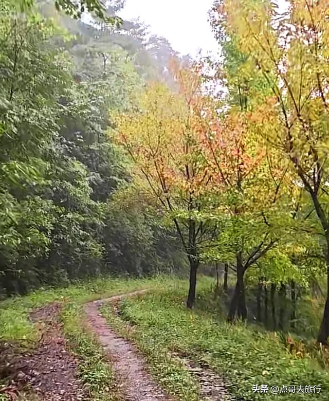 成都都江堰最冷门彩林，免费开放，山野中的惊艳，公交车可达！