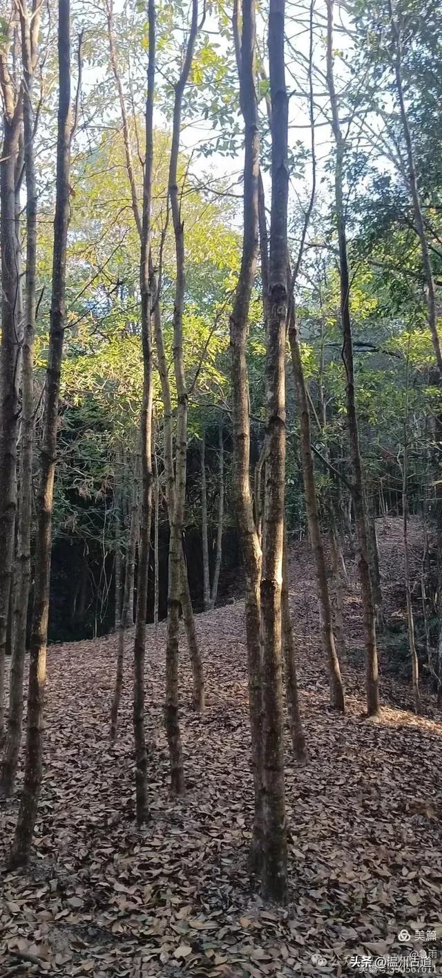 五次试走，终于揭开楠溪江源头永仙边界这条防火道的神秘面纱！