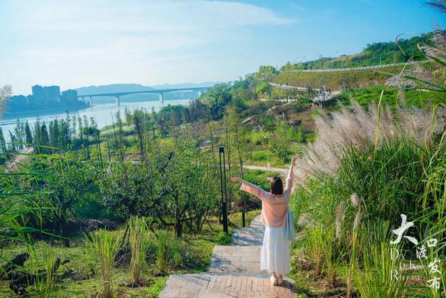 梦幻绝美!大渡口藏着一大片芦苇花海,现在去正好