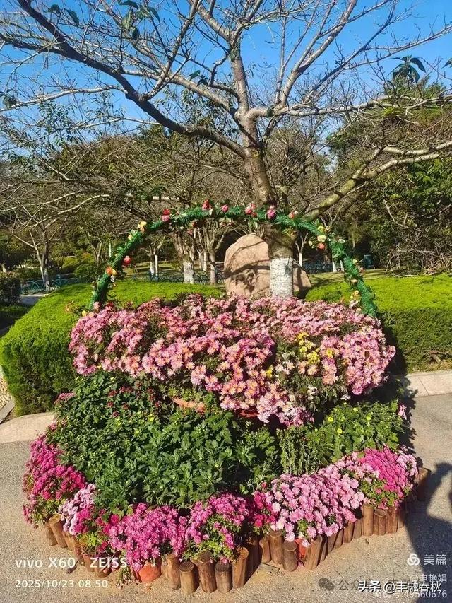 菊绽秋阳里,暗香绕中山|申艳娟