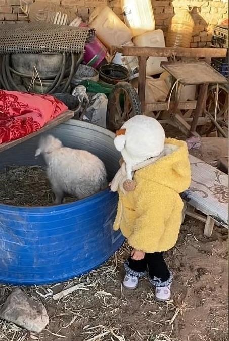 宁夏装死小羊晕倒原因解密	，孩子衣服成关键线索，真相太心酸