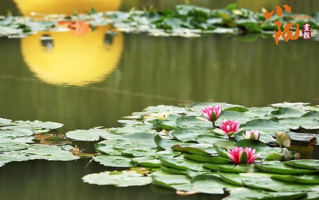 【小陇画报·411期】永靖：太极岛荷花盛开 一池诗意等您来