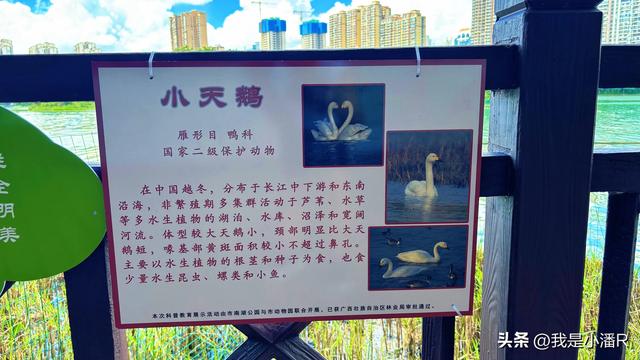 广西南宁，南湖公园来了一批贵客，好多人来拍照打卡！