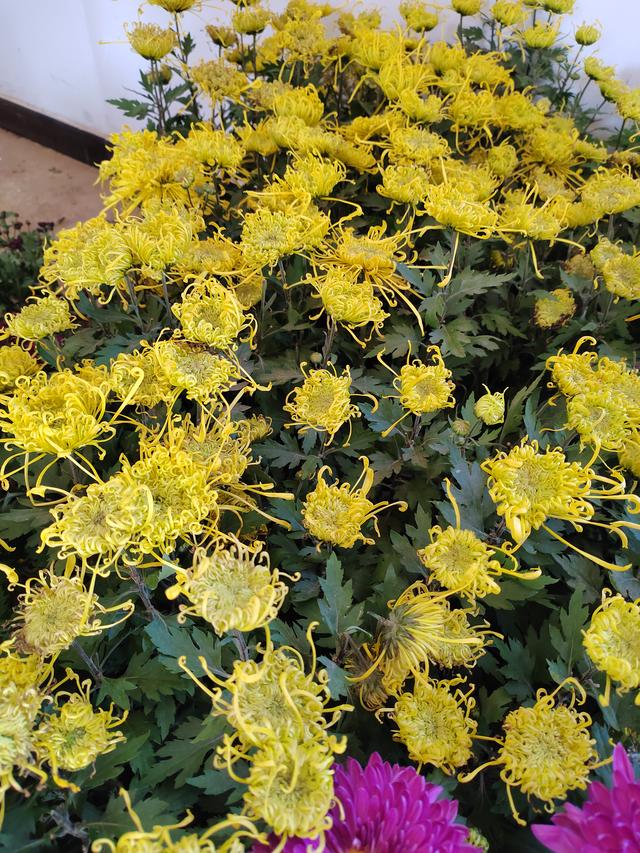 甘州府城菊花飘香