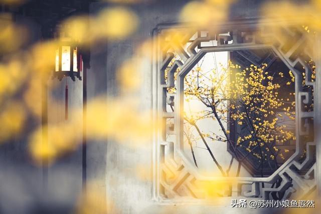 怀念姑苏城春有杏、夏有荷、秋有桂、冬有梅，而非夏冬“无缝接”