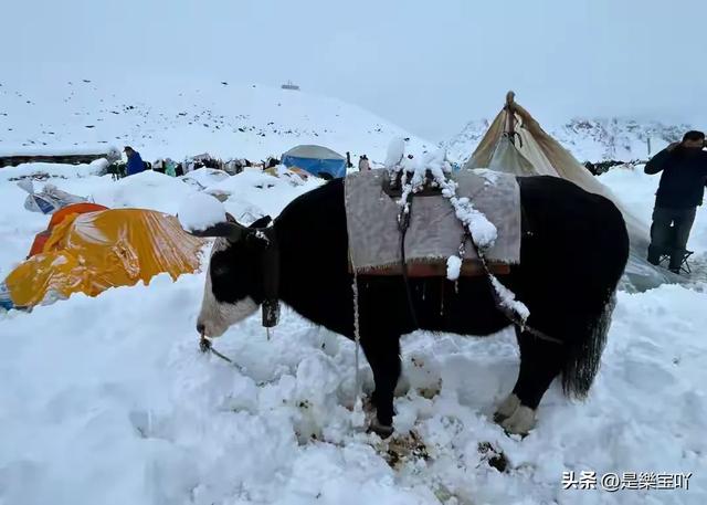 珠峰暴雪72小时生死劫：300人绝境脱险，网红徒步现隐患