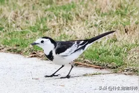 张飞鸟是什么鸟？张飞鸟为什么养不活？张飞鸟是什么意思？图片