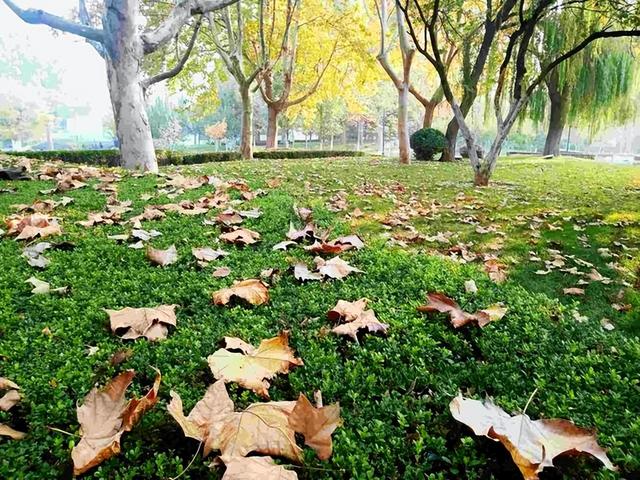 “白天立冬，暖烘烘；晚上立冬，冻死牛”，今年立冬是几点？