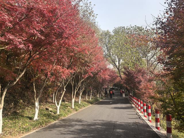 南京栖霞山一日徒步，游千年古刹，看漫山红叶