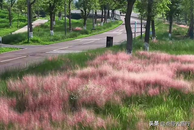 成都粉黛草花开了，景色壮观拍照惊艳，不要门票，地铁公交直达！