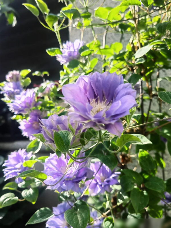 江苏一女子因“院里一棵花”走红，网友：养功了得，比假花还要美