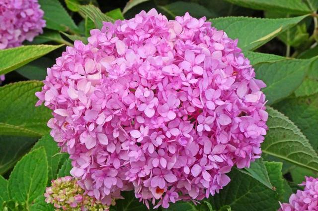 秋日来西安小雁塔赏绣球花