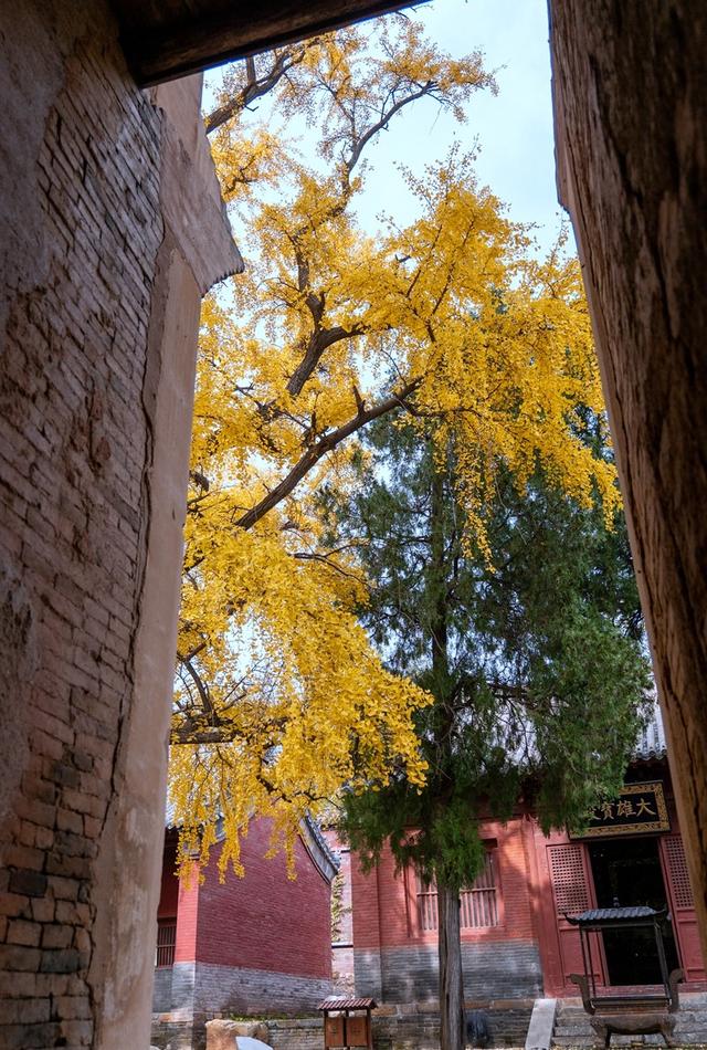 全郑州人都在等的银杏，黄了