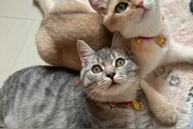 都说猫养不熟，其实猫咪是违背天性去爱人！网友评论感动又好笑图片